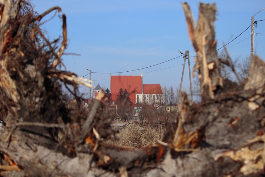 Naukowcy protestują przeciw wycince drzew w Wiślicy. Burmistrz: - Gałęzie spadały ludziom na głowy