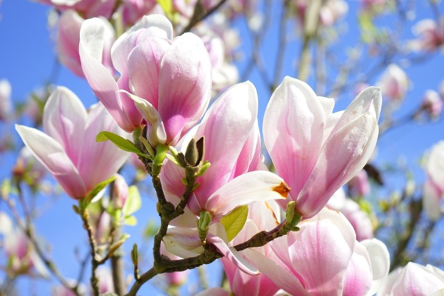 Magnolie to przepiękne drzewa, jednak nie zawsze kwitną. Powodów tego jest kilka.