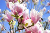 Magnolia nie kwitnie? Takie mogą być powody. Sprawdź, jak uprawiać magnolię. O co zadbać, by obsypała się kwiatami?