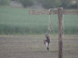 Martwe ptaki jako strachy na wróble (drastyczne zdjęcia)