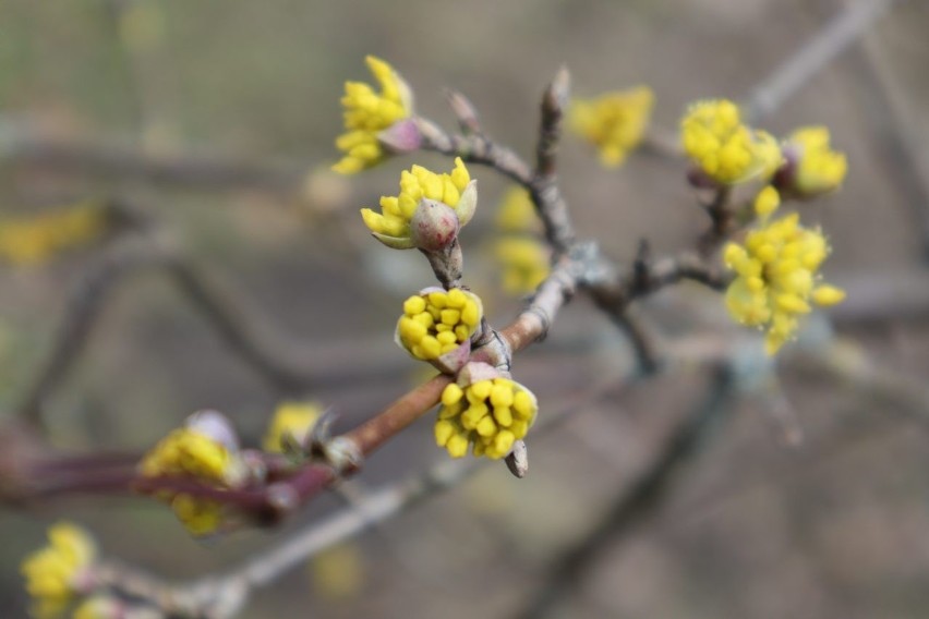 Ogród Botaniczny w Łodzi. W przyrodzie już prawie wiosna. Kwitną przebiśniegi i krokusy. Zobaczcie zdjęcia i film