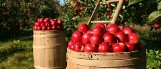 Polacy wolą cytrusy. Jabłka coraz mniej popularne