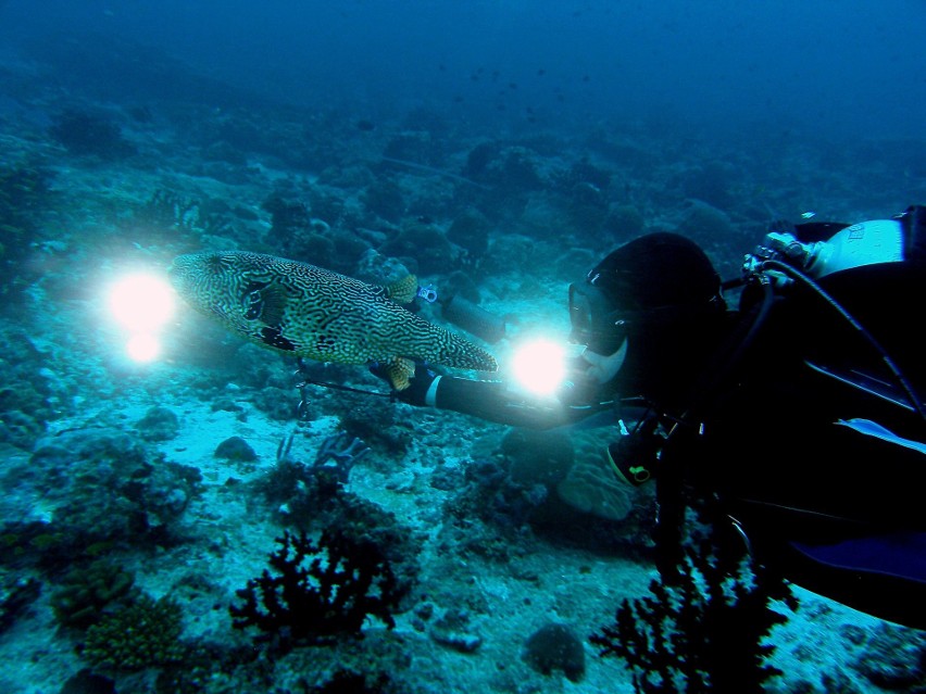 Podwodny świat Malediwów