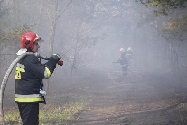 Zapalił się las na skierniewickim poligonie. Ogień gasili strażacy z Państwowej Straży Pożarnej i Ochotniczej Straży Pożarnej w Skierniewicach, a także strażacy z OSP Maków. Z pomocą śpieszyła również OSP z Mokrej Lewej.