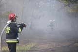 Pożar lasu na skierniewickim poligonie. Strażacy opanowali sytuację [ZDJĘCIA, FILM]