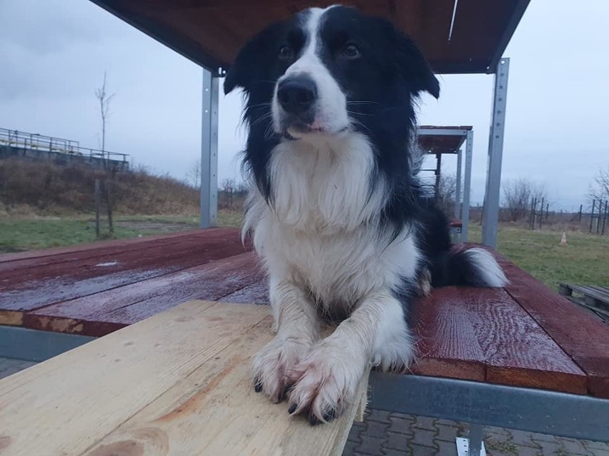 Zen, bordel collie  jest bardzo posłusznym psem, potrafi...