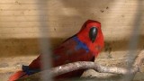 Chroniona papuga na Giełdzie Zwierząt w Łodzi. 36-latek nielegalnie chciał sprzedać cennego ptaka