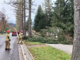 W górach halny. Na Kasprowym wieje z prędkością 130 km/h. Wiatr łamie drzewa w Zakopanem