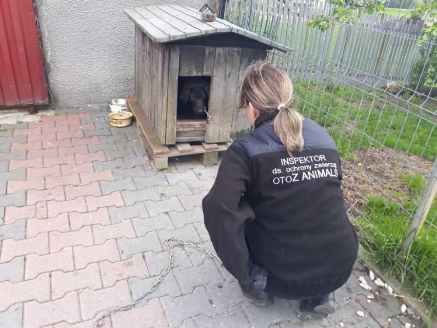 Interwencja Animalsów w Kartuzach. Przerażona młoda suczka "do niczego się nie nadawała"