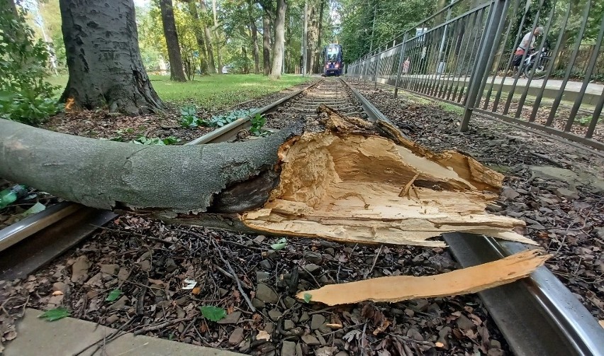 Ogromna gałąź spadła na torowisko