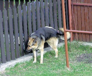 Porządny właściciel powinen sprzątać po swoim psie. Okazuje się jednak, że porządnych jest niewielu