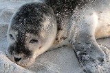 Turyści uratowali fokę na plaży w Rowach