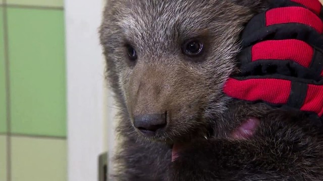 Zoo Poznań: Mała niedźwiedzica Cisna ma nowy dom