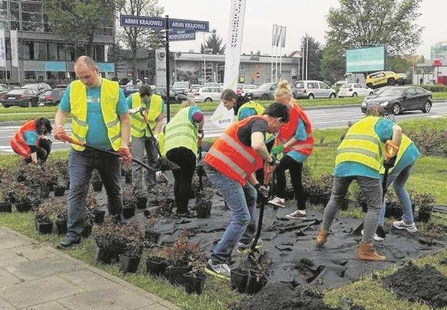 Jedna z firm ufundowała i posadziła róże przy ul. Armii Krajowej