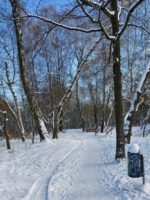 W Łodzi jest już kilkanaście parków leśnych, teren chroniony...