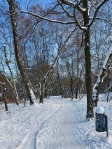 Park leśny na Lublinku utworzony, 30 hektarów zieleni pod ochroną. Rada Miejska w Łodzi jednogłośnie przyjęła uchwałę