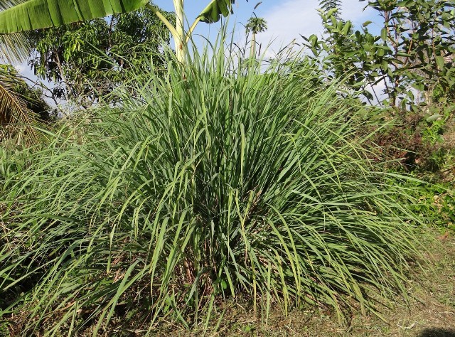 Trawa cytrynowa jest wprawdzie egzotyczną rośliną, ale można ją uprawiać jako roślinę sezonową (albo przezimować w odpowiednich warunkach).