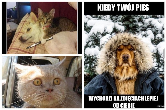 Najśmieszniejsze memy o kotach i psach