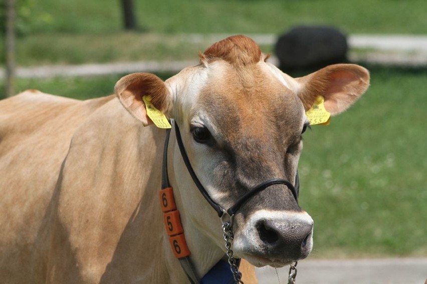 Sekret hodowli krów – superchampionek ze… Stadniny Koni w Michałowie (zdjęcia, WIDEO)