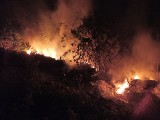 Nocny pożar dzikiego wysypiska śmieci w lesie w Bichniowie w gminie Secemin (ZDJĘCIA)