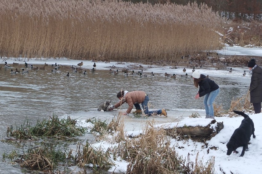 Wrocław: Uratował psa, który nie mógł wydostać się z lodowatej rzeki