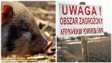 ASF w Lubuskiem: Czerwona strefa w Krośnie Odrzańskim i gminie Bytnica! Obowiązuje zakaz wstępu do lasów