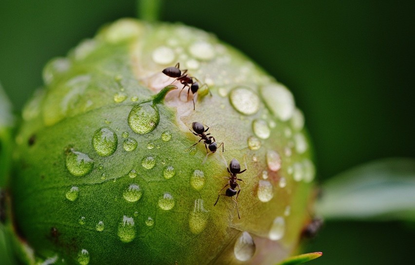 Większość owadziej biomasy stanowią mrówki ważące pojedynczo...