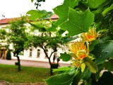 W gminie Wieliczka ubyło pomników przyrody. Zagrożony jest także zabytkowy tulipanowiec z Ogrodu Żupnego przy wielickim muzeum 