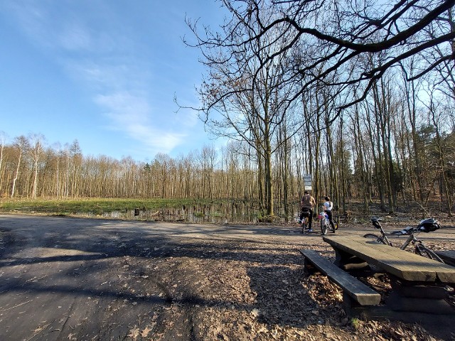 Wycinka w lesie w Ochojcu w Katowicach