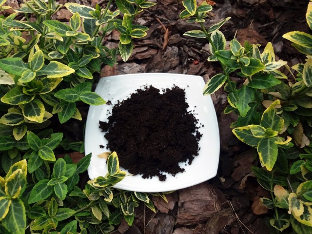 Fusy z kawy warto wykorzystać do zasilania roślin. Dostarczają niektórych pierwiastków i pomagają utrzymać kwaśny odczyn ziemi.
