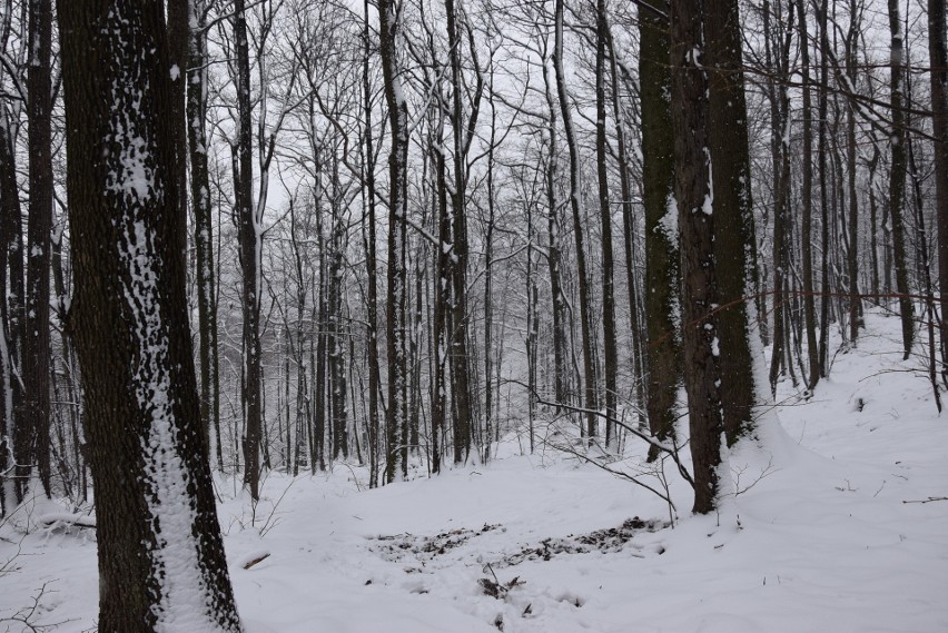 Zima przyszła w Góry Opawskie. Spadło 15 centymetrów śniegu, Opolanie ruszyli na zimowe szlaki