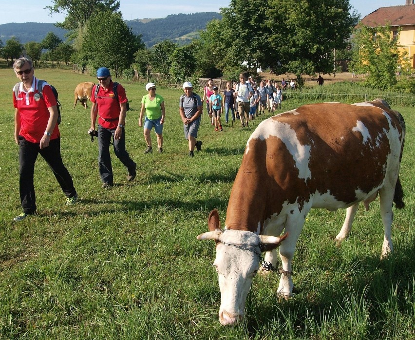 Odkryj Beskid Wyspowy. Sałasz podbił serca piechurów [ZDJĘCIA]