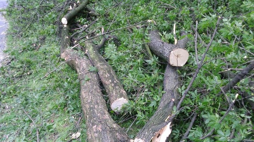 Silny wiatr w powiecie rybnickim. Ponad 24 interwencje straży pożarnej! 