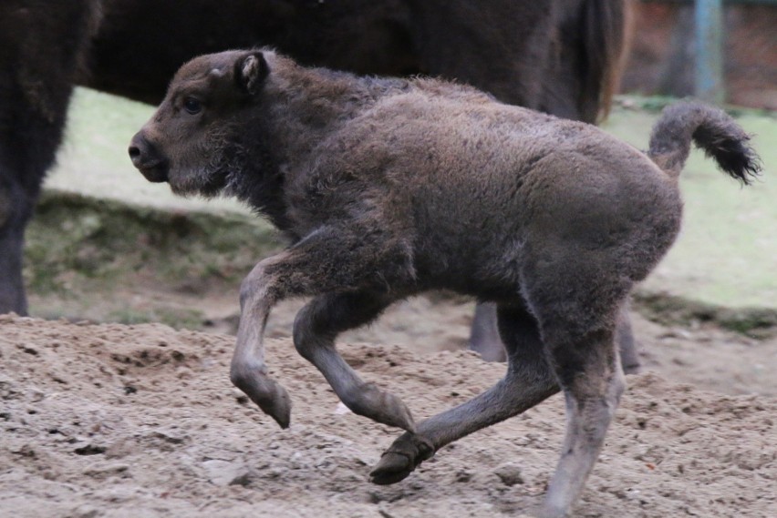 Mała samiczka żubra w gdańskim ZOO