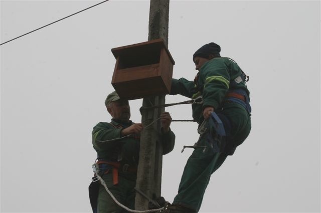 Wyszkowscy energetycy mieli w ostatnich dniach pełne ręce roboty