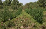 Ponad pół tysiąca krzaków konopii ukryte w lesie