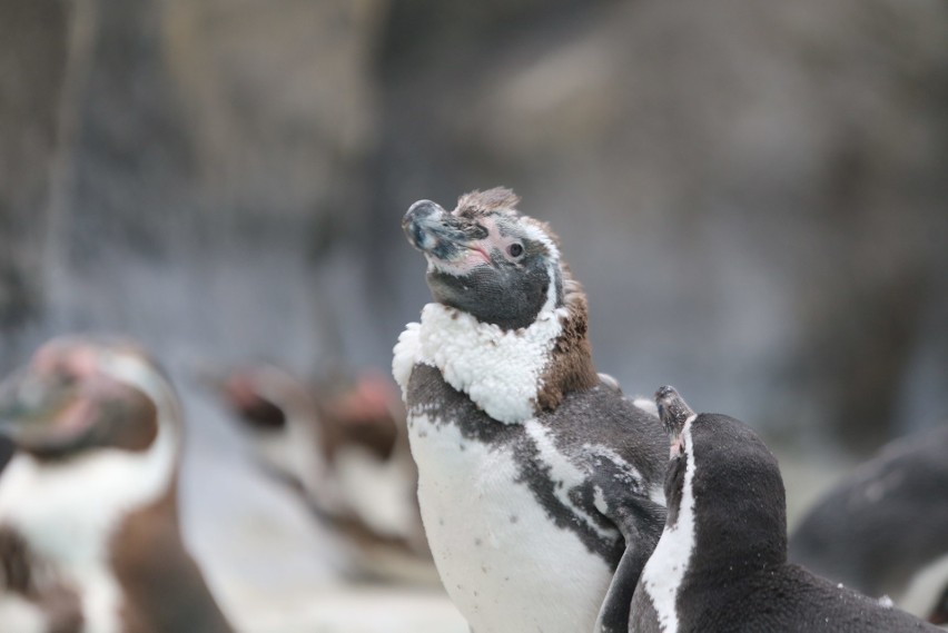 Pingwiny ze śląskiego zoo zmieniają swoje upierzenie. Te...