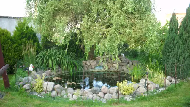 Oczko wodne Oczko wodne może być oazą w naszym ogrodzie. Pamiętajmy jednak, że rośliny wodne, mimo że wymagają pielęgnacji nigdy ich nie nawozimy i nie sadzimy w ziemi ogrodowej!