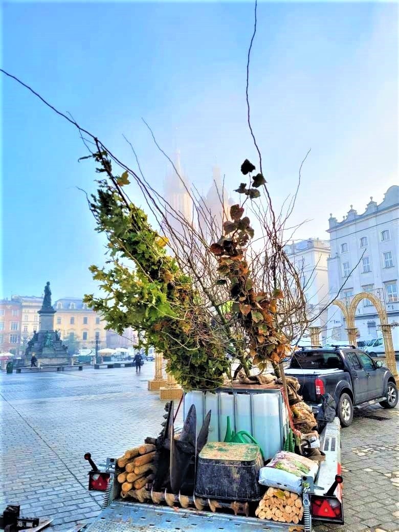 Sadzą lipę na Rynku Głównym w Krakowie. Kiedy będzie więcej drzew?