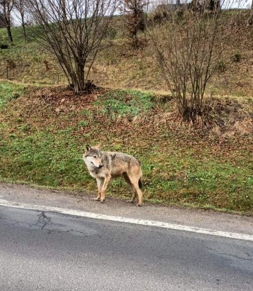 Wilk na drodze. Kierowco jedź ostrożnie w Bieszczadach, bo  tu żyją dzikie zwierzęta [ZDJĘCIA]