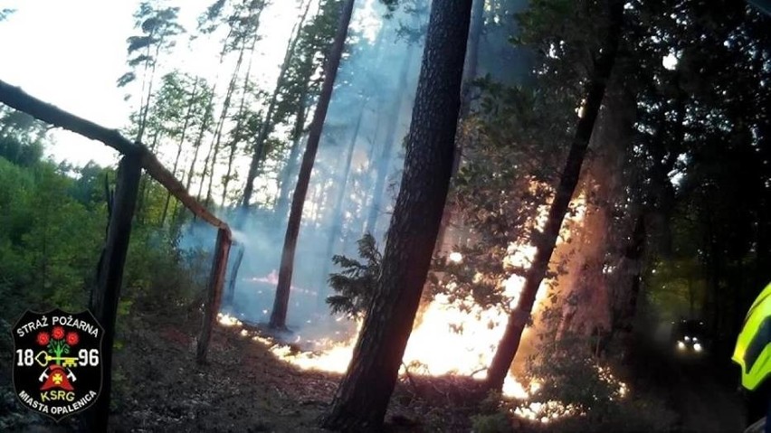 W pożarze spłonęło pół hektara lasu.