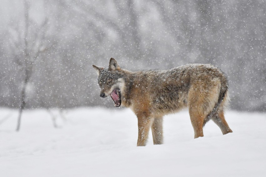 Zamek w Stobnicy: W Stacji Doświadczalnej Uniwersytetu Przyrodniczego usypiano wilki, wywożono inne zwierzęta?