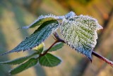 W nocy temperatura spadnie poniżej zera. Jest ostrzeżenie przed przymrozkami dla kilku lubuskich powiatów