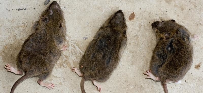 Plaga szczurów w grudziądzkiej kamienicy 
