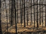 W lesie w Paśnikach (pow. aleksandrowski) znaleziono zwłoki mężczyzny