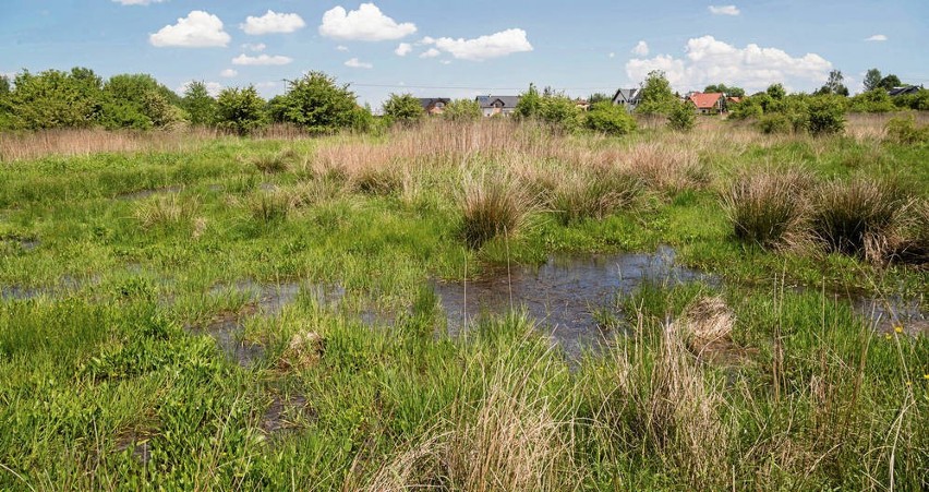 Łąki trzęślicowe w Skotnikach są unikatowe w skali Europy i...