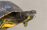 W Wielkopolsce trwa odłów inwazyjnego gatunku żółwia, który zagraża lokalnej przyrodzie