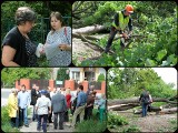 Ludzie powstrzymali wycinkę drzew w parku Braniborskim w Zielonej Górze. Zaalarmowali policję i radnych (zdjęcia, wideo)