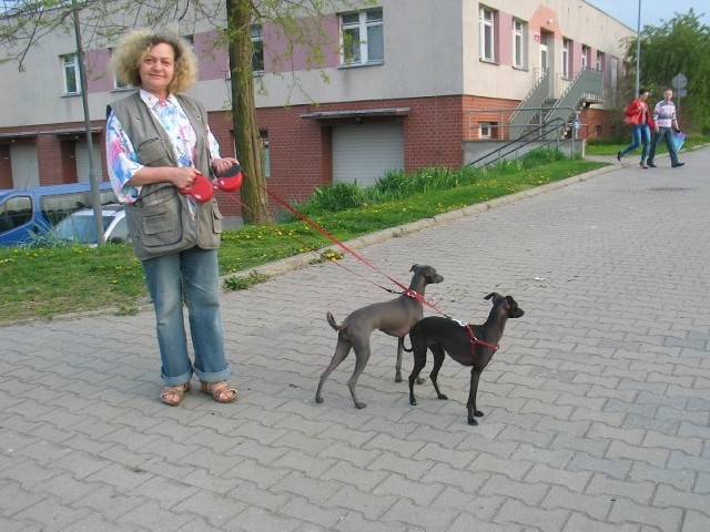 Grażyna Siwula przyznaje, że gdzie się nie wybierze, to jej charciki wzbudzają sensację