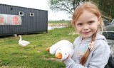 Gęś Pipa robi furorę! Pluszaki sprzedają się jak świeże bułeczki - od Bałtyku po Tatry. Prawdziwa Pipa mieszka nad Jeziorem Tarnobrzeskim